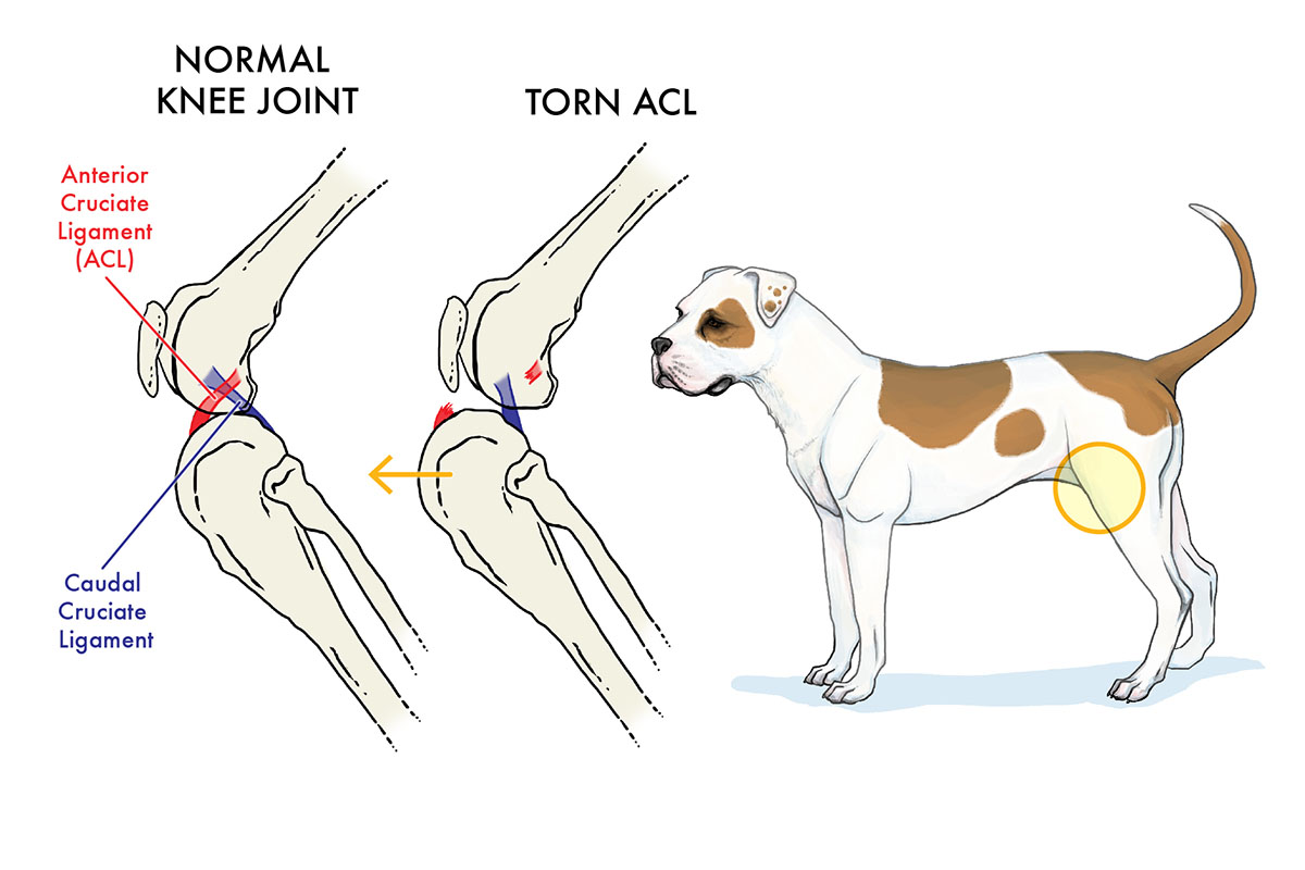 ACL tear in dogs illustration