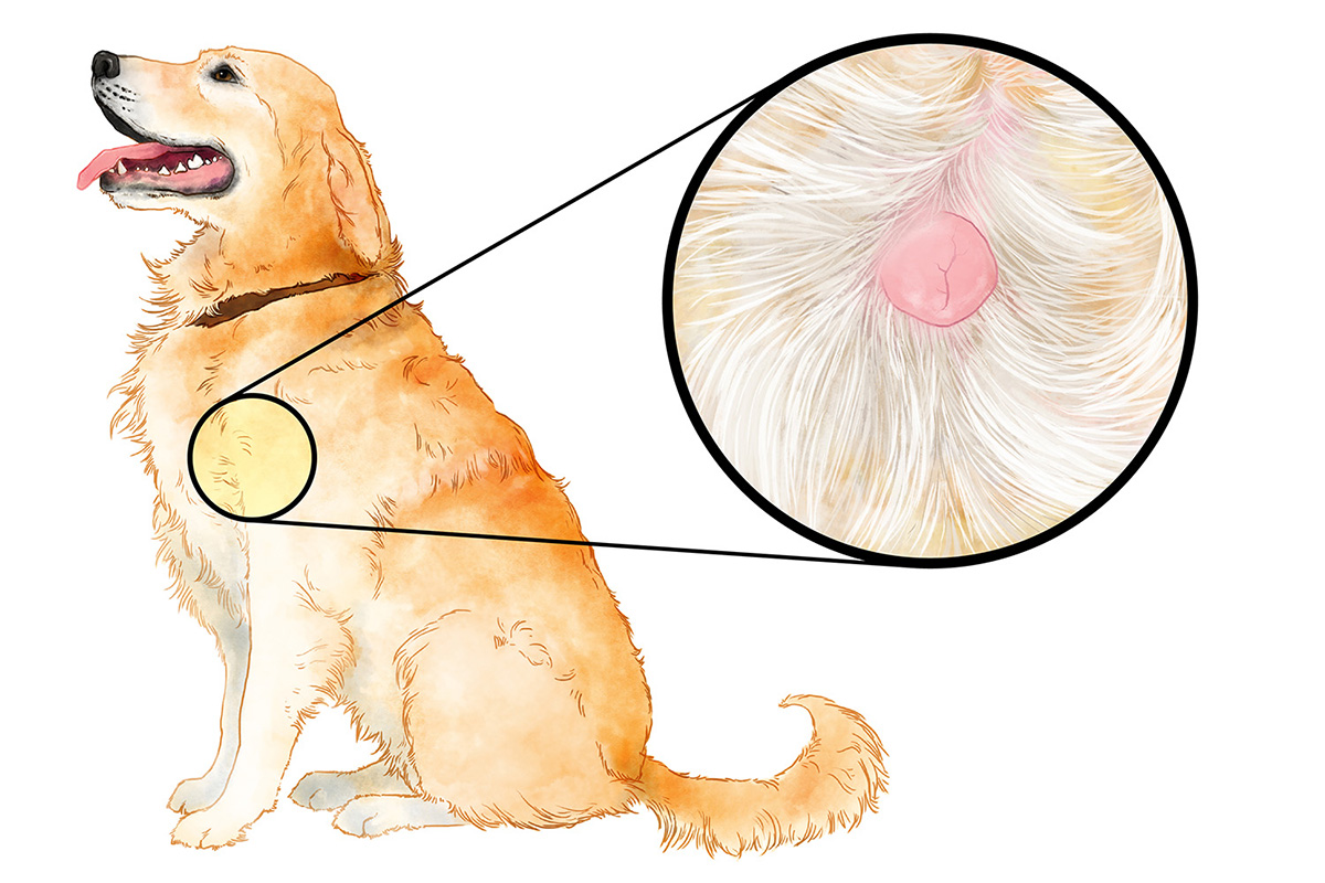 mast cell tumor in dogs illustration